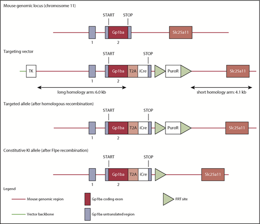 Figure 1. Targeting strategy to generate the Gp1ba-Cre mouse. The mouse Gp1ba gene consists of a 5′ untranslated exon (1), followed by a short intron and an exon (2) containing the open reading frame encoding GPIbα protein.58 The targeting strategy enables the generation of a constitutive KI of a T2A-iCre in the endogenous Gp1ba locus. The sequences for the T2A and the open reading frame of iCre have been inserted between the last amino acid and the translation termination codon in exon 2 of Gp1ba. Puromycin resistance (positive selection marker) is flanked by FRT sites and inserted downstream of the mouse 3′ untranslated region. The constitutive KI allele is obtained after in vivo Flp-mediated removal of the selection marker and expresses a chimeric transcript harboring the iCre gene fused to the Gp1ba gene via the T2A sequence. TK, thymidine kinase.