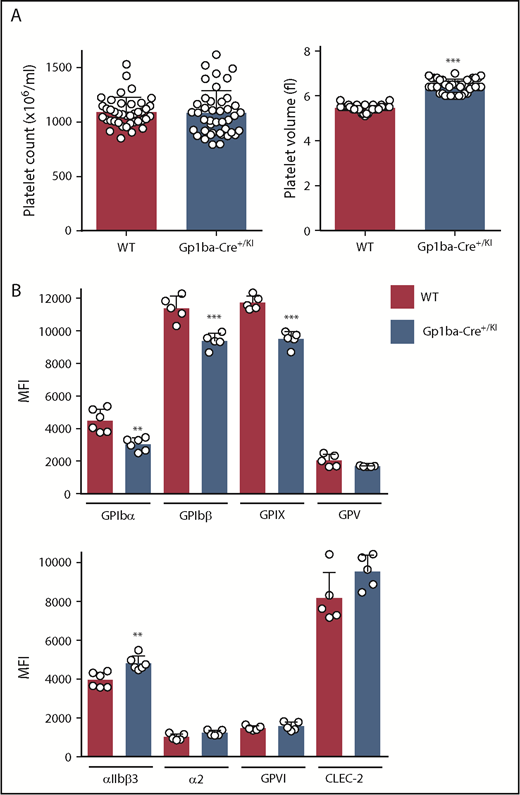 Figure 2. Platelet parameters of the Gp1ba-Cre mouse. (A) Platelet counts and platelet volumes, n = 40 to 42 mice per genotype. (B) Platelet surface receptor expression of GPIbα, GPIbβ, GPIX, GPV, integrin αIIbβ3, integrin α2, GPVI, and CLEC-2 were measured by flow cytometry and shown as median fluorescence intensity (MFI), n = 5 to 6 mice per genotype. **P < .01; ***P < .001, unpaired, 2-tailed t-test, mean ± standard deviation (SD).