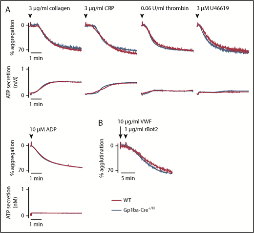 Figure 3. Aggregation and agglutination of Gp1ba-Cre platelets. (A) Mean platelet aggregation and secretion traces in response to the indicated agonists, n = 4 to 8 mice per condition per genotype. (B) Mean platelet agglutination traces in response to 10 µg/mL von Willebrand factor (for 2 minutes) followed by 1 µg/mL recombinant botrocetin-2 stimulation,48 n = 3 mice per condition per genotype. ATP, adenosine triphosphate; rBot2, recombinant botrocetin-2; VWF, von Willebrand factor.