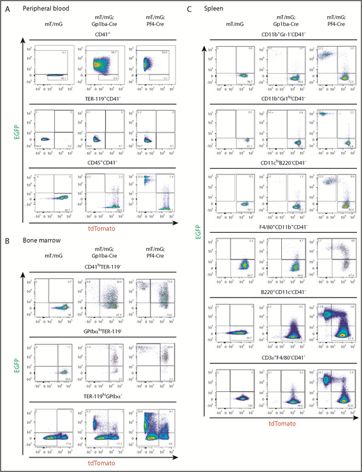 Figure 4. Gp1ba-Cre-mediated and Pf4-Cre-mediated recombination of blood, bone marrow, and spleen cells. (A) Flow cytometry analysis of peripheral blood cells showing EGFP and tdTomato fluorescence of platelets (CD41+), n = 6 mice per genotype; erythrocytes (TER-119+CD41−), n = 6 mice per genotype; and leukocytes (CD45+CD41−), n = 5 to 7 mice per genotype from mT/mG+/fl, mT/mG+/fl;Gp1ba-Cre+/KI, and mT/mG+/fl;Pf4-Cre+/KI mice. (B) Flow cytometry analysis of bone marrow cells showing EGFP and tdTomato fluorescence of CD41hiTER-119− bone marrow cells, n = 4 to 5 mice per genotype; GPIbαhiTER-119− bone marrow cells, n = 4 to 5 mice per genotype; and TER-119+GPIbα- bone marrow cells, n = 3 mice per genotype from mT/mG+/fl, mT/mG+/fl;Gp1ba-Cre+/KI, and mT/mG+/fl;Pf4-Cre+/KI mice. (C) Flow cytometry analysis showing EGFP and tdTomato fluorescence of the indicated spleen cell populations, n = 5 mice per genotype from mT/mG+/fl, mT/mG+/fl;Gp1ba-Cre+/KI, and mT/mG+/fl;Pf4-Cre+/KI mice. (A-C) Numbers in gates represent mean percentages of respective cell populations. Mean ± SD are shown in supplemental Table 4. Flow cytometry gating strategies for peripheral blood and bone marrow cells are shown in supplemental Figure 6. Gating strategies for spleen cell populations are shown in supplemental Figure 7.