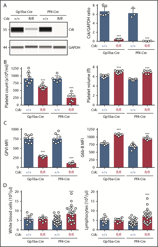 Figure 6. Efficient protein ablation, similar platelet phenotypes, but no altered lymphocyte counts in Csk;Gp1ba-Cre mice. (A) Protein levels of Csk and GAPDH in platelet lysates of the indicated genotypes were determined by capillary-based immunoassays with the respective antibodies. Platelet Csk protein levels were determined by normalizing Csk peak areas by GAPDH peak areas (Csk/GAPDH ratio), n = 3 to 6 mice per genotype. (B) Platelet counts and platelet volumes, n = 7 to 10 mice per genotype. (C) Platelet surface receptor expression of GPVI and G6b-B were measured by flow cytometry and shown as MFI, n = 6 to 10 mice per genotype. (D) White blood cell and lymphocyte counts, n = 9 to 33 mice per genotype. (A-D) Asterisks refer to significant difference in Cskfl/fl;Gp1ba-Cre+/KI or Cskfl/fl;Pf4-Cre+/KI mice compared with Csk+/+;Gp1ba-Cre+/KI or Csk+/+;Pf4-Cre+/KI mice, respectively (***P < .001; 1-way ANOVA with Sidak’s test); data represent mean ± SD.