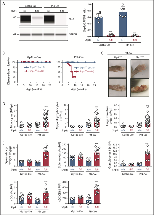 Figure 7. Hyperinflammatory phenotype and altered leukocyte counts are absent in Shp1;Gp1ba-Cre mice. (A) Protein levels of Shp1 and GAPDH in platelet lysates of the indicated genotypes were determined by capillary-based immunoassays with the respective antibodies. Platelet Shp1 protein levels were determined by normalizing Shp1 peak areas by GAPDH peak areas (Shp1/GAPDH ratio), n = 6 mice per genotype. (B) Mice were monitored every week for signs of motheaten-like phenotype (paw, nose, or ear inflammation). Percentage of disease-free mice for the indicated period was calculated using Kaplan-Meier survival analysis with a log-rank (Mantel-Cox) test. ***P < .001, n values are indicated in the figure. (C) Representative photographs of inflamed paws in Shp1;Pf4-Cre mice. (D) Monocyte, atypical lymphocyte, and large immature cell counts, n = 11 to 58 mice per genotype. (E) Spleen/body weight ratio, total splenocyte counts, granulocyte (Gr-1hiF4/80−CD11c−B220−) counts; cDC (CD11chiB220−) counts, and activated CD86+ cDC MFI of the indicated genotypes, n = 7 to 8 mice per genotype. (A,D-E) Asterisks refer to significant difference in Shp1fl/fl;Gp1ba-Cre+/KI or Shp1fl/fl;Pf4-Cre+/KI mice compared with Shp1+/+;Gp1ba-Cre+/KI or Shp1+/+;Pf4-Cre+/KI mice, respectively (***P < .001; 1-way ANOVA with Sidak’s test); data represent mean ± SD.