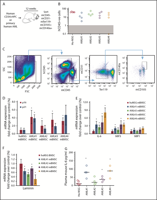Figure 1. Primary human AML induces a p16-driven SASP in vivo. (A) Schematic of in vivo experiment in which 2 × 106 primary AML cells (4 individual patient AML cells and 5 CD34 HPC) were injected into NSG mice. (B) Engraftment was measured by detecting human CD45 by flow cytometry. In the dot plot, each AML engraftment into NSG mice is shown for BM. (C) Representative gating strategy for BMSC cell (hCD45−, mCD45−, mCD31−, mTer119−, mCD105+, and mCD140a+) population that was sorted. (D) RNA analysis for p16 and p21 in the sorted BMSC (hCD45−, mCD45−, mCD31−, mTer119−, mCD105+, and mCD140a+) isolated from NSG mice engrafted with primary human AML or cord blood CD34+ HPC. (E) RNA analysis for SASP in the sorted BMSC. (F) RNA analysis for lamin B in the sorted BMSC. (G) Terminal peripheral blood samples were taken and plasma isolated from all NSG mice engrafted with primary human AML or cord blood CD34+ HPC and mouse IL-6 was measured by enzyme-linked immunosorbent assay. The Mann-Whitney U test was used to compare between treatment groups (*P < .05). FSC, forward scatter; SSC, side scatter.