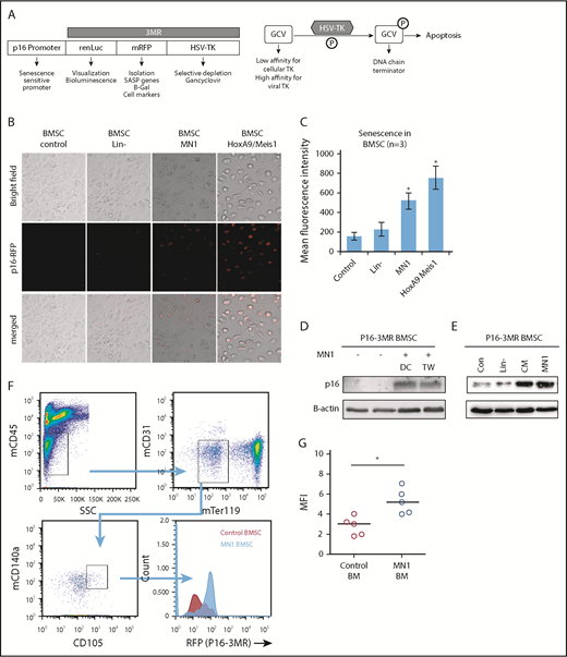 Figure 3. MN1 engraftment drives p16-3MR. (A) Schematic of p16-3MR model. (B) Fluorescent images of p16-3MR–isolated BMSC that have been cultured alone or with lin−, MN1, or HoxA9/Meis1 cells for 6 days (n = 3). (C) Flow cytometry analysis of p16-3MR BMSC that have been cultured alone or with lin−, MN1, or HoxA9/Meis1 cells for 6 days (n = 3). (D) Western blot analysis of p16-3MR BMSC cultured alone or with MN1 for 6 days. Blots were reprobed with B-actin to confirm sample loading (shown are representative images of 3 blots). (E) Western blot analysis of p16-3MR BMSC cultured alone or with lin−, CM from MN1 cells, or MN1 cells. Blots were reprobed with B-actin to confirm sample loading (shown are representative images of 3 blots). (F) 1 × 105 MN1 cells were injected into the tail vein of p16-3MR mice. BM was isolated and analyzed for mouse BMSC (mCD45−, mCD31−, mTer119−, mCD105+, and mCD140a+) expressing RFP using flow cytometry (n = 5). (G) Flow cytometry analysis of p16-3MR BMSC measuring RFP (F). The Mann-Whitney U test was used to compare between treatment groups (*P < .05). CM, conditioned media; DC, direct contact; HSV-TK, herpes simplex virus-1 thymidine kinase; TW, transwell.