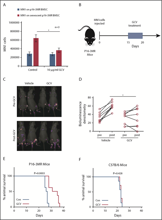 Figure 4. Deleting senescent cells reduces AML tumor volume. (A) MN1 were grown on p16-3MR nonsenescent or senescent BMSC for 2 days with and without treatment with GCV (10 µg/mL) (n = 3). (B) GCV experiment in vivo. (C-D) 1 × 105 MN1-luc cells were injected into p16-3MR mice (n = 8 for each treatment group). Mice were imaged at 14 days postengraftment. At day 15, GCV (25 mg/kg) or PBS treatment was started for 5 days. Mice were then imaged again 1 day after GCV treatment had finished. (C) Pre and post images show the same mice in the same order. (D) Densitometry of the bioluminescent images was performed to determine differences between vehicle and GCV treated animals. (E-F) Kaplan-Meier survival curves for p16-3MR (n = 8) and C57BL/6 (n = 7) mice injected with MN1 and then treated with vehicle or GCV as shown in panel B.