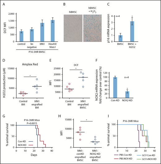 Figure 5. AML-induced NOX2-derived superoxide drives BM senescence. (A) BMSC from p16-3MR were isolated and then cultured alone or with lin−, MN1, or HoxA9/Meis1 cells for 3 days. DCF fluorescence was assessed in BMSC by flow cytometry (n = 4). (B) Human BMSC were treated with 10 μM H2O2 for 6 days and then analyzed for senescence associated SA-βgal, and (C) p16 mRNA expression (n = 4). (D) C57BL/6 mice injected with MN1. At 21 days postengraftment, mice were euthanized and whole BM was isolated and analyzed for H2O2 production using the Amplex red assay (n = 5). (E) C57BL/6 mice were injected with MN1 cells. At 21 days postengraftment, mice were euthanized and BMSC were analyzed by flow cytometry for DCF fluorescence (n = 5). (F) Real-time PCR assay was used to analyze the NOX2 mRNA expression level in NOX2-KD MN1 cells compared with control-KD cells (n = 4). (G) Kaplan-Meier survival curves for p16-3MR mice injected with MN1 NOX2-KD cells or MN1 control-KD cells (n = 7 in each group). (H) At the end point of the experiment, BM was isolated and flow cytometry was performed to detect BMSC-derived RFP (n = 5). (I) Kaplan-Meier survival curves for p16-3MR mice injected with MN1 NOX2-KD cells or MN1 control-KD cells and then injected IP with PBS or GCV at day 15, GCV (25 mg/kg) for 5 days (n = 4).