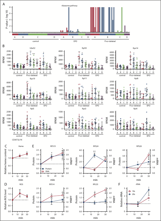 Figure 3. Heme increases ribosomal protein content in early erythroid cells. (A) GSEA enrichment plot of the KEGG ribosome pathway. Nominal P values for individual cells in clusters A-D of wild-type control, EPO-treated, and Flvcr1-deleted mice are shown. (B) Transcript expression levels (RPKM) of ribosomal protein genes. Mean values ± SD for each cluster are graphed. Differences in gene expression levels between the cell clusters from wild-type control mice and Flvcr1-deleted or EPO-treated mice were identified by t test. (C-F) Studies in early human erythroid cells (CD36+GlyA–) treated with or without 0.5 mM ALA for up to 30 minutes. ALA rapidly increases intracellular heme content (C), resulting in elevated ROS (D) and the increased expression of RPS19, RPS24, and RPS26 protein and mRNA (E). Representative western blots are in supplemental Figure 5. Levels of 18s and 28s rRNA also increase (F). The expression levels of experimental samples were normalized relative to the untreated control samples collected at the same time. Mean values ± SEM for 3 to 4 independent studies are shown. Differences relative to untreated (T0) were evaluated by 1-way ANOVA with a post hoc Tukey’s test. *(mRNA) or †(protein) P ≤ .05; ** or ††P ≤ .01; ***P ≤ .001.