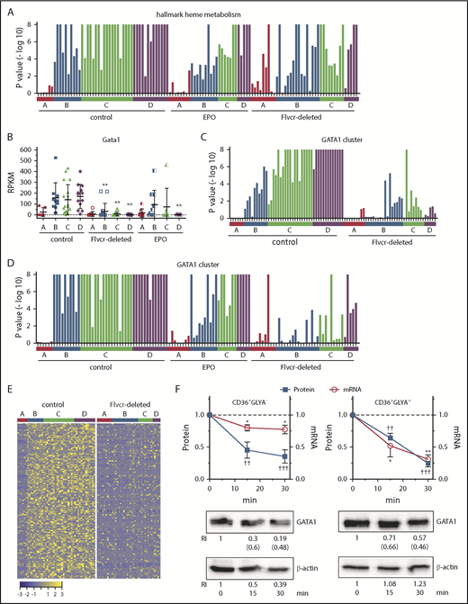 Figure 4. Heme regulates both GATA1 mRNA and protein in erythroid cells. (A) GSEA enrichment plot of the hallmark heme metabolism pathway. Nominal P values for individual cells in clusters A-D of wild-type control, EPO-treated, and Flvcr1-deleted mice are shown. The hallmark heme metabolism pathway includes genes involved in both erythroid differentiation and heme synthesis. (B) Transcript expression levels (RPKM) of Gata1. Mean values ± SD for each cluster are graphed. Differences in gene expression levels between the cell clusters from wild-type control mice and Flvcr1-deleted or EPO-treated mice were identified by t test. (C-D) GSEA enrichment plots of genes in the GATA1 cluster (supplemental Table 5). Nominal P values for individual cells in clusters A-D of wild-type and Flvcr1-deleted mice (C) or cells in clusters A-D from wild-type, EPO-treated, and Flvcr1-deleted mice (D) are shown. GSEA is a nondeterminant method that calculates the reference baseline from all cells in the analysis. This reference baseline varies depending on the cells that are included. Inclusion of the cells from EPO-treated mice thus alters the GSEA reference baseline, which increases the nominal P value for many individual cells when panel D is compared with panel C. Cells from the Flvcr1-deleted mice show significantly less upregulation of GATA1 cluster genes than cells from either wild-type or EPO-treated mice. (E) Heat map showing changes in expression of GATA1 cluster genes. Log2 transformed relative expression levels of each of the 150 genes in the GATA1 cluster in individual cells grouped by cluster A-D isolated from either wild-type control or Flvcr1-deleted mice. (F) Studies in early (CD36+GlyA–) and intermediate-late (CD36+GlyA+) human erythroid cells treated with or without 0.5 mM ALA for up to 30 minutes. GATA1 protein and mRNA concurrently decrease within 15 minutes after adding ALA. Representative western blot images are below (RI, relative band intensity; in parenthesis are the values normalized to actin). Normalized expression levels are presented relative to untreated samples collected at the same time. Western blot band intensities were within the linear sensitivity range of the digital detection system. Additional representative blots are in supplemental Figure 12. This time course is informative, as these normal human erythroid marrow cells express FLVCR and will export excess heme induced by ALA treatment, effectively restoring homeostasis without affecting cell viability. Because of this, we limited these studies to 30 minutes or less. Data are presented as mean values ± SEM of 3 to 6 independent experiments. Differences relative to untreated (T0) were evaluated by 1-way ANOVA with the post hoc Tukey’s test. *(mRNA) P ≤ .05; ** or ††(protein) P ≤ .01; †††P ≤ .001.