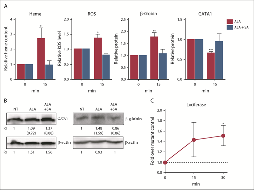 Figure 5. Heme synthesis rapidly downregulates GATA1 and upregulates β-globin in K562 cells. (A) K562 cells were treated with or without 0.5 mM ALA or ALA and 0.5 mM succinylacetone and analyzed for heme content, ROS levels, GATA1 protein, and β-globin protein content. Normalized expression levels are presented relative to untreated samples collected at the same time. As expected, within 15 minutes after ALA addition, heme content, ROS and β-globin protein increased and GATA1 protein decreased. These changes fail to occur when ALA (which bypasses the first step in heme synthesis) and succinylacetone (which blocks the second step in heme synthesis) were both added, thus demonstrating that the outcomes are heme-dependent. (B) Representative western blots for GATA1 and β-globin protein quantitation (RI, relative band intensity; in parenthesis are the values normalized to actin) at 15 minutes. NT, no treatment. An additional representative blot is in supplemental Figure 16. (C) K562 cells transduced with a heme reporter construct containing wild-type β-globin enhancer and promoter elements driving luciferase or a negative control construct containing mutant MARE elements8 were treated with 0.5 mM ALA for up to 30 minutes and assayed for luciferase expression. Luciferase expression is a measure of regulatory heme, as it quantitates heme-dependent transcription. Relative luciferase levels are presented as fold over the negative control construct harvested at the same time. All data are presented as mean values ± SEM of 3 to 4 independent experiments. Differences relative to untreated (T0) samples were identified by t test analysis. *P ≤ .05; **P ≤ .01; ***P ≤ .001.
