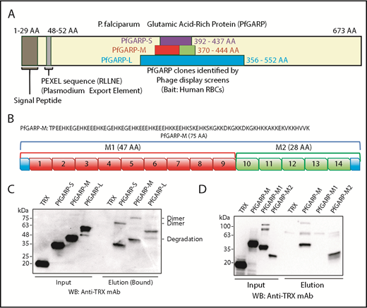 Figure 1. Identification of PfGARP by phage display screens and RBC-binding assay. (A) Schematic representation of PfGARP segments identified by phage display screens. PfGARP-L (blue) and PfGARP-S (purple) are 2 overlapping sequences obtained from independent phage display P falciparum screens using human RBCs as bait. PfGARP-M (red and green) is a codon-optimized stable segment. PfGARP-M1 (red) and PfGARP-M2 (green) are nonoverlapping segments of PfGARP-M protein. (B) A 75-AA acid sequence of PfGARP-M (3D7) was obtained from PlasmoDB site.76 PfGARP-M1 (red) consists of 9 repeats, and PfGARP-M2 (green) consists of 5 repeats. (C) Expression, purification, and RBC binding of TRX-PfGARP recombinant proteins. All PfGARP-S, PfGARP-M, and PfGARP-L proteins bound to RBCs. PfGARP-M showed the least degradation. (D) Expression, purification, and RBC binding of TRX–PfGARP-M1 and PfGARP-M2 proteins. PfGARP-M and PfGARP-M2 bound to RBCs but not PfGARP-M1. TRX served as a negative control. All protein concentrations were normalized at 1.0 μM, and NaCl (1.5 M) was used to elute RBC-bound proteins. Mouse monoclonal anti-TRX antibody was used to detect protein-binding signals.