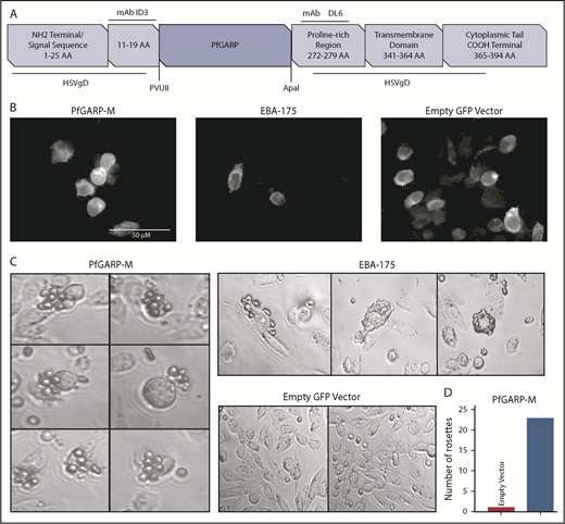 Figure 2. Expression of PfGARP on the surface of CHO-K1 cells. (A) Malaria proteins, PfGARP-M and EBA-175, were inserted into pRE4 vector, a chimeric construct of HSVgD1, and expressed on the surface of mammalian CHO-K1 cells. Location of epitopes for ID3 and DL6 are shown in the vector cartoon, which was adapted from Chitnis and Miller.28 (B) IF analysis of CHO-K1 cells transfected with PGARP-M, EBA-175, and empty vector confirming the surface expression of the respective proteins using mouse anti-ID3 mAb and goat anti-mouse immunoglobulin G antibody with Alexa Fluor 633. (C) CHO-K1 RBC-binding assay. Rosette-like structures were observed in PfGARP-M–transfected CHO-K1 cells (left panel; original magnification ×40). As expected, robust rosettes-like structures were observed in the EBA175-transfected CHO-K1 cells (upper right top panel), whereas no such structures were seen in CHO-K1 cells transfected with empty pRE4 vector (right lower panel). (D) A representative estimate of the rosette-like structures is shown in the bar graph. Quantification of rosette-like structures shown in panel C.