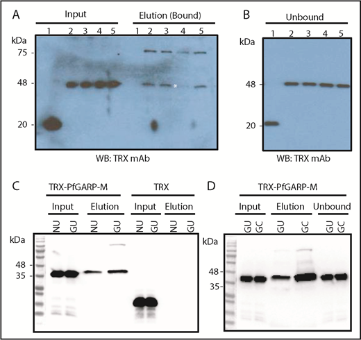 Figure 5. PfGARP binding to enzyme-treated RBCs and GYPB-null cells. (A) PfGARP-binding assay of enzyme-treated RBCs. TRX–PfGARP-M binding is sensitive to chymotrypsin treatment (elution lane 4; white asterisk). Input of proteins (left side) and bound proteins (right side) are shown. Lanes 1 and 2 show TRX and TRX–PfGARP-M in untreated human RBCs, respectively. Lanes 3 through 5 correspond to TRX–PfGARP-M in RBCs treated with neuraminidase (5.0 units/mL), chymotrypsin (1.0 mg/mL), and trypsin (1.0 mg/mL), respectively. (B) Unbound excess TRX and TRX–PfGARP-M are shown at equivalent amounts in all groups recovered from the binding assays. (C) Binding of TRX–PfGARP-M to normal and GYPB-null human RBCs. Normal human RBCs were used as positive control to demonstrate TRX–PfGARP-M binding. TRX–PfGARP-M binding to GYPB-null RBCs was similar to normal RBCs. In fact, a slight enhancement of TRX–PfGARP-M binding to GYPB-null RBCs was observed in several experiments. No binding was detected with the negative control (TRX). (D) Substantial enhancement of TRX–PfGARP-M binding toward chymotrypsin-treated GYPB-null human RBCs was detected. GC, GYPB-null chymotrypsin-treated human RBCs; GU, GYPB-null untreated human RBCs; NU, normal untreated.