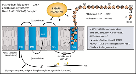 Figure 7. Proposed model of a functional role for PfGARP in malaria infection. PfGARP recognizes a site within the N-terminal 60-kDa ectoplasmic domain of human RBC band 3. This site is likely to be in close proximity to the region of band 3 that mediates RBC adhesion in malaria.67 Interestingly, several known features of malaria pathogenesis have been mapped to the same N-terminal domain of band 3. This cartoon was assembled from the recently published structure of human RBC band 3.77