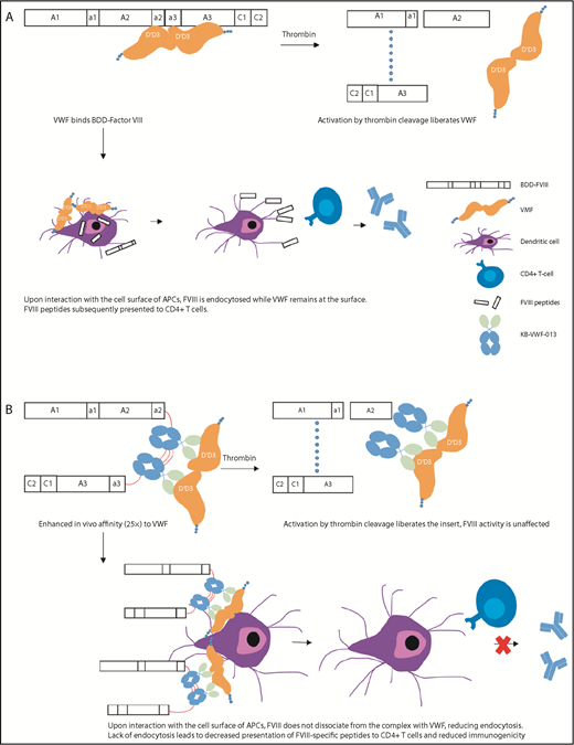 Figure 1. Activation and immune processing mechanisms of FVIII-KB013bv compared with BDD-FVIII. (A) BDD-FVIII binds VWF. Following activation by thrombin, FVIII is activated to FVIIIa and dissociates from VWF. Alternately, the complex circulates and interacts with the cell surface of APCs. During this interaction, VWF remains on the APC surface while FVIII is endocytosed. FVIII peptides are processed by the APC and subsequently presented to CD4+ T cells. (B) FVIII-KB013bv, an FVIII-nanobody fusion protein, replaces B-domain residues with 2 copies of KB-VWF-013. KB-VWF-013 recognizes the FVIII-binding D′D3 region and binds VWF with 25-fold higher affinity compared with BDD-FVIII. Activation by thrombin cleavage liberates the nanobody insert, which likely remains attached to VWF. FVIII activity and VWF activity are unaffected. Upon interaction of the complex with APCs, FVIII does not dissociate and remains at the cell surface, reducing internalization. Lack of endocytosis leads to decreased presentation of FVIII peptides by the major histocompatibility complex class II, reducing immunogenicity.