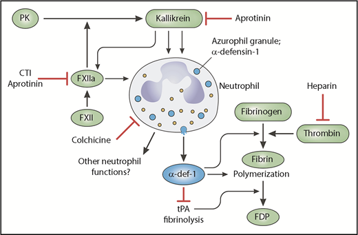 Neutrophil α-defensin-1 as a central mediator of thrombus formation. Abu-Fanne et al demonstrated that the contact activation factors kallikrein and FXIIa induce azurophil granule release from neutrophils, increasing plasma concentrations of the microbicidal peptide α-defensin-1 (α-def-1); this process was inhibited by aprotinin, corn trypsin inhibitor (CTI), or colchicine. Their study shows that α-defensin-1 promotes fibrin formation by thrombin, modifies fibrin morphology, and through its incorporation into the clot, inhibits tissue-type plasminogen activator (tPA)-mediated fibrinolysis. Consequently, α-defensin-1 increases thrombosis in vivo. In mice transgenic for human α-defensin-1, heparin showed greatly reduced antithrombotic potency, but when colchicine was used to inhibit α-defensin-1 release, heparin’s normal antithrombotic potency was restored. FDP, fibrin degradation products; PK, prekallikrein.
