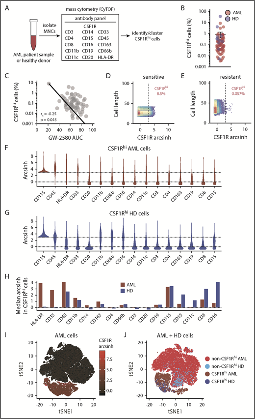 Figure 3. CSF1R is expressed not on the bulk leukemia population in primary AML patient samples but on a small subpopulation of supportive cells. (A) Schematic diagram of CyTOF analysis to profile CSF1Rhi cells in primary AML patient samples. (B) Percentage of CSF1Rhi cells in primary samples from patients with AML (n = 66) and healthy donors (HD) (n = 11). (C) Correlation of the proportion of CSF1Rhi cells in primary AML patient samples with the sample’s response to GW-2580. Significance determined by Spearman rank test. (D-E) Representative CyTOF plots of CSF1R expression in primary AML patient samples that show (D) sensitivity and (E) resistance to GW-2580. (F-G) Violin plots of expression intensity of other cell-surface markers in CSF1Rhi cells from (F) AML patient and (G) healthy donor samples. (H) Cell-surface marker expression (median arcsinh) in CSF1Rhi cells for AML patient and healthy donor samples. (I) t-SNE analysis of CSF1R expression in cells isolated from primary AML patient sample (n = 66). (J) t-SNE analysis with labeled CSF1Rhi and non-CSF1Rhi cells in primary AML patient samples (n = 66) and healthy donors (n = 11).