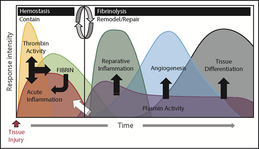 Figure 1. Coagulation and fibrinolytic systems in the acute phase response. The biological systems activated during the acute phase response rapidly change and can be generally divided into 2 biologically distinct phases: “contain” and “remodel/repair.” Following injury, exposure of activating cell surfaces and/or matrices activates coagulation and acute inflammation, which work together and lead to thrombin activation and conversion of fibrinogen to fibrin. Together, acute inflammation, thrombin activity, and fibrin serve to contain ruptured compartments (eg, bleeding) and prevent or mitigate invasion by pathogens. Once containment is achieved, the acute phase response transitions to remodel/repair (circular arrows). Importantly, although inflammatory cells are crucial in both phases of the acute phase response, their phenotype and biological role is different in their respective phases. Plasmin promotes remodeling/repair because it is used by reparative inflammatory cells to degrade and remove damaged tissues and fibrin to promote angiogenesis and tissue differentiation/reconstruction. Collectively, in cases of a normal reparative response to injury, coagulation and fibrinolytic components work in concert to promote the transition of inflammatory cells to a reparative (tissue remodeling) phenotype as well as other mechanisms, culminating in timely tissue regeneration.