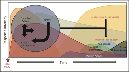 Figure 2. A dysregulated acute phase response leads to destructive inflammation and impaired tissue remodeling. Genetic or environmental dysregulation of coagulation can provoke degenerative tissue disease and impair tissue repair through a multitude of mechanisms. Reciprocally, extreme and prolonged liberation of inflammatory cytokines leads to not only local, but also systemic activation of cellular inflammatory pathways, prolonging thrombin activation. Alternatively, impaired fibrinolysis (plasmin activity) prolongs the presence of fibrin, delaying the resolution of its inflammatory properties. Regardless of the mechanism, the prolonged acute inflammatory response interferes with transition to reparative inflammatory processes, evoking impaired tissue repair and degenerative tissue disease.