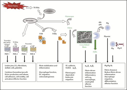 Figure 3. Coagulation and fibrinolytic system components in inflammation. Summary of mechanisms by which fibrinogen, thrombin, and fibrinolytic proteins contribute to inflammatory mechanisms. Boxed A indicates FXIII A subunit; circled B indicates FXIII B subunit. APC, activated protein C; EC, endothelial cell; ePCR, endothelial cell protein C receptor; FDP, fibrin degradation product; Plg, plasminogen; Plg-R, plasminogen receptor; TF, tissue factor; tPA, tissue-type plasminogen activator; uPA, urokinase-type plasminogen activator.