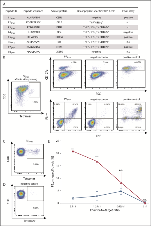 Figure 6. Functional characterization of CML-associated antigen-specific CD8+ T cells. (A) Functional characterization of CML-associated antigen-specific CD8+ T cells, including their CD107a and cytokine expression profile detected by ICS following aAPC-based priming experiments and their cytotoxic capability (VITAL assay). (B) Representative example of increased IFN-γ and TNF production, as well as CD107a expression, after stimulation with the respective P7B*07-peptide used for the stimulation with aAPCs compared with the corresponding negative control peptide (HLA-B*07, TPGPGVRYPL, NEF_HV1BR128-137). Phorbol myristate acetate (PMA) and ionomycin served as positive control. The P7B*07-specific CD8+ T-cell population showed a frequency of 1.01%, as detected by tetramer staining (far left panel). (C-E) Selective cytotoxicity of P5A*03-specific effector T cells analyzed in a VITAL cytotoxicity assay with in vitro primed CD8+ T cells from an HV. Tetramer staining of polyclonal effector cells before performance of the VITAL assay determined the amount of P5A*03-specific effector cells in the population of successfully P5A*03-primed CD8+ T cells (C) and in the population of control cells (D) from the same donor primed with an HLA-matched irrelevant peptide. (E) At an effector-to-target ratio of 2.5:1, P5A*03-specific effectors (red) exerted 20.9% (± 0.4%) P5A*03-specific and significant higher lysis of P5A*03-loaded autologous target cells in comparison with control peptide-loaded target cells (HLA-A*03, RLRPGGKKK, GAG_HV1BR20-28). P5A*03-unspecific effectors (blue) only showed 2.0% (± 0.4%) unspecific lysis of the same targets. Results are shown as mean ± standard error of the mean for 3 independent replicates. ***P < .001. FSC, forward scatter; ID, identification; n.s., not significant; n.t., not tested.