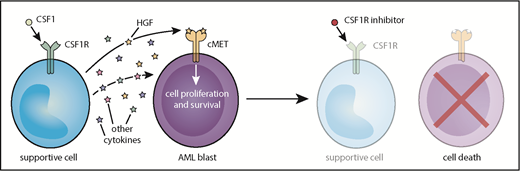 Model of CSF1R inhibitor sensitivity in primary AML patient samples resulting from paracrine secretion of cytokines by CSF1R-expressing supportive cells.
