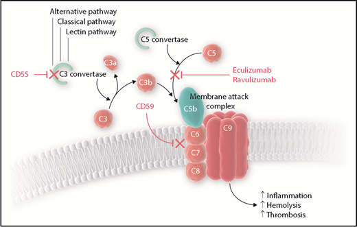 Complement regulation and role of eculizumab and ravulizumab. The alternative, lectin, and classical pathways of complement converge at C3 activation at which point CD55 typically exhibits an inhibitory effect on the formation of the C3 convertase to prevent the formation of C3b. C5 is cleaved by the C5 convertase to C5a and C5b, and then C5b may join with C3b and other complement proteins to form the membrane attack complex (MAC). CD59 inhibits the formation of the MAC. Without CD55 and CD59, complement-mediated cellular destruction leads to increased inflammation, hemolysis, and thrombosis. Both eculizumab and ravulizumab inhibit terminal complement activation by binding to C5, which prevents the formation of C5b and therefore the MAC.