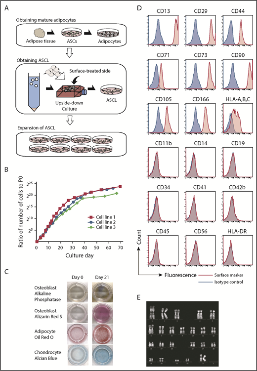 Figure 1. Characterization of a novel human ASCL. (A) Schema shows the process to establish an ASCL from human subcutaneous adipose tissue. Adipose tissue (0.5-1 g) digested with collagenase was centrifuged to obtain ASCs. ASCs were cultured in conditioned media to differentiate into mature adipocytes. Fat drops from trypsinized cells were moved to an upside-down culture. Floating mature adipocytes with fat droplets were collected and placed into the flask, which was completely filled with the media. In the flask completely filled with medium over 14 days without medium change, mature adipocytes with a fat droplet on the flask surface changed into the ASCL. A morphological change from a fat drop into adherent cells indicates that an ASCL is obtained. (B) A proliferation assay was performed on an ASCL established from 3 subjects. (C) The ASCL differentiated into osteoblasts, mature adipocytes, and chondrocytes. The ASCL was cultured in conditioned media for each differentiation, and we assessed their capacity for differentiation using cell staining. (D) Expression of surface markers in the ASCL was estimated by flow cytometry. (E) Representative data for karyotype analysis of the ASCL.