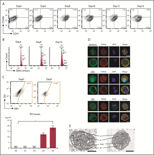 Figure 2. Differentiation of the ASCL into ASCL-MKs. (A) Representative data for CD41/CD42b expression in ASCL-MKs (n = 3). (B) Representative data for DNA ploidy in ASCL-MKs. (C) Representative data for c-MPL surface expression in the ASCL and TPO secretion levels during MK differentiation from the ASCL (n = 2). *P < .01. (D) Expression of serotonin, VWF, and PF4 in MKs derived from the ASCL cultured in MKLI media for 8 days. Cells stained with the antibody for CD42b (red), for DAPI (blue), and for serotonin, VWF, or PF4 (green). Scale bars, 10 μm. (E) Electron microscopic images of ASCL-MKs. Scale bars, 5 μm. DMS, demarcation membrane system; G, granule; M, mitochondrion; N, nucleus.