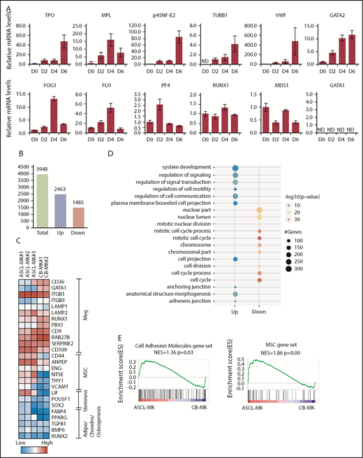 Figure 3. Gene-expression analysis during ASCL-MK differentiation. (A) Expression levels of genes in relation to MK differentiation, as assessed by quantitative real-time PCR. The ASCL was cultured in MKLI media, and the RNA samples were prepared from the cells on days 0, 2, 4, and 6. (B) Number of genes with twofold expression changes in ASCL-MKs compared with CD34+ CB-MKs. (C) Heat map of microarray data showing relative expression of the indicated genes in ASCL-MKs and CD34+CB-MKs. MSC genes were found to be enriched in ASCL-MKs compared with CD34+CB-MKs. Both samples were prepared from the cells on day 8. (D) Top 10 enriched gene-ontology biological processes for ASCL-MKs compared with CD34+CB-MKs. (E) Gene-set enrichment analysis plots showing enrichment for MSC genes (supplemental Figure 5) and cell adhesion genes (gene set name: KEGG_CELL_ADHESION_MOLECULES_CAMS) in ASCL-MKs and CD34+CB-MKs.