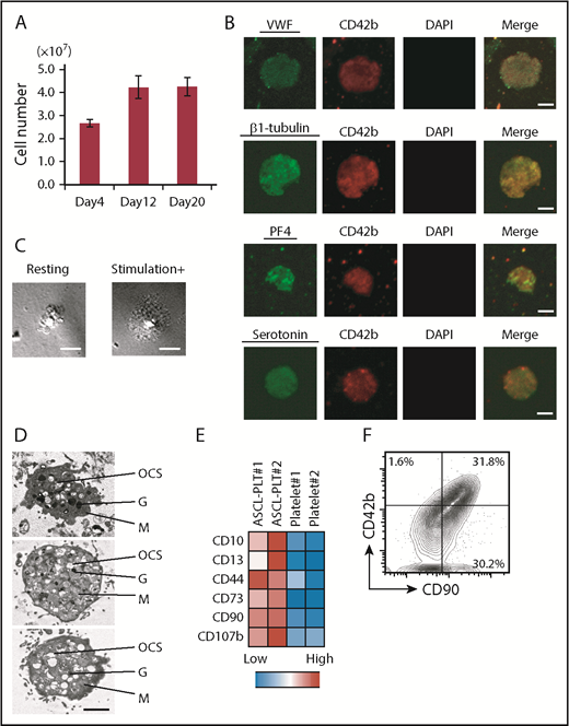 Figure 4. ASCL-PLT production from ASCL-MKs. (A) Number of platelets, as assessed by CD42b+/anucleate platelet-sized cells, produced from 1 × 108 ASCL cells on days 4, 12, and 20. (B) Expression of VWF, β-1 tubulin, PF4, and serotonin in ASCL-PLTs cultured in MKLI media for 12 days. Cells were stained with antibody for CD42b (red), for DAPI (blue), and for VWF, β-1 tubulin, PF4, or serotonin (green). DAPI-stained nuclei were not observed. Scale bars, 2 μm. (C) ASCL-PLTs spreading on fibrinogen-coated glass upon stimulation. Scale bars, 10 μm. (D) Electron microscopic images of produced platelets. Scale bar, 2 μm. (E) Surface marker expression for ASCL-PLTs on day 12 and peripheral platelets. (F) Surface expression of CD42b and CD90 on ASCL-PLTs on day 12. G, granule; M, mitochondrion; OCS, open canalicular system.