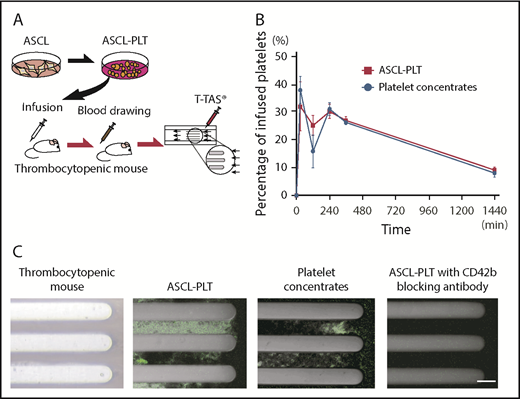 Figure 6. Infusion study for kinetics and incorporation into thrombus formation under flow conditions. (A) Schema of the human platelet infusion study using thrombocytopenic NSG mice. (B) The presence of human platelets, as assessed by CD42b+/anucleate platelet-sized cells, in mouse blood after the infusion of ASCL-PLTs or platelet concentrates. (C) Ex vivo thrombus formation under flow conditions, observed under a fluorescence microscope. The blood samples were taken from thrombocytopenic NSG mice infused with ASCL-PLTs or platelet concentrates. Scale bar, 50 μm.