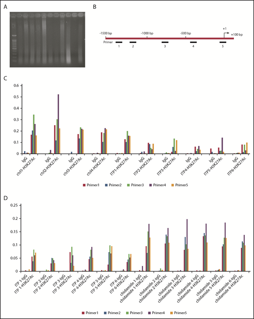 Figure 6. ITP patients had less histone acetylation within the CTLA4 gene. ChIP-Seq used the H3K27-specific antibodies to capture DNA fragments of the CTLA4 gene in human PBMCs and then used qPCR to amplify the captured fragments. Relative expression of the CTLA4 gene can reflect the acetylation level of histone H3K27. (A) DNA ultrasonic broken image. Healthy controls (ctrl1-4), and ITP patients’ (ITP1-6) chromatin were broken into 200- to 500–bp fragments with ultrasonic agarose gel to detect fragment size, and the ultrasonic broken DNA samples were quantified. (B) Location of primers 1 to 5 within the human CTLA4 gene. (C) ITP patients had less acetylated H3K27 expression in the CTLA4 gene compared with that in the control group, as assessed by qPCR. (D) PBMCs were collected for ChIP-Seq to detect the acetylation level of histone H3K27 in the CTLA4 gene. ITP patients treated with chidamide had significantly more acetylated H3K27 than did those without chidamide treatment.