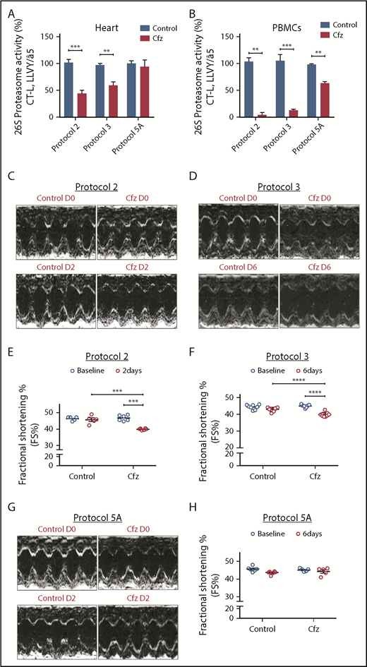 Figure 1. Proteasomal activity and cardiac function in acute Cfz protocols. (A) Proteasomal activity in myocardial tissue in experimental protocols 2, 3, and 5A. (B) Proteasomal activity in PBMCs in experimental protocols 2, 3, and 5A. (C) Representative echocardiographic M-mode images of protocol 2 at baseline and end point. (D) Representative echocardiographic M-mode images of protocol 3 at baseline and end point. (E) FS% graph of protocol 2 (circles, individual values). (F) FS% graph of protocol 3 (circles, individual values). (G) Representative echocardiographic M-mode images of protocol 5A at baseline and end point. (H) FS% graph of protocol 5A (circles, individual values). **P < .01, ***P = .001, ****P < .001; n = 3-6 per group.