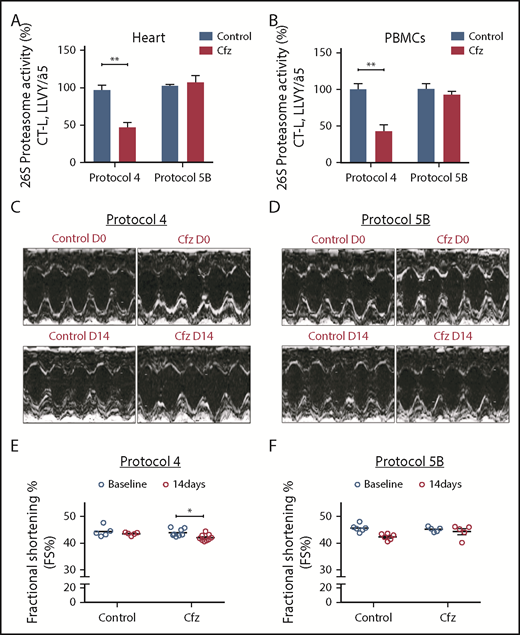Figure 2. Proteasomal activity and cardiac function in subchronic Cfz protocols. (A) Proteasomal activity in myocardial tissue in experimental protocols 4 and 5B. (B) Proteasomal activity in PBMCs in experimental protocols 4 and 5B. (C) Representative echocardiographic M-mode images of protocol 4 at baseline and end point. (D) Representative echocardiographic M-mode images of protocol 5B at baseline and end point. (E) FS% graph of protocol 4 (circles, individual values). (F) FS% graph of protocol 5B (circles, individual values). *P < .05, **P < .01.