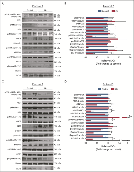 Figure 3. Cfz-induced cardiotoxicity mechanism: acute Cfz administration induced cardiotoxicity primarily through inhibition of AMPKα-mediated autophagy and PI3K/Akt/eNOS axis. (A) Representative western blots of protocol 2. (B) Representative column graphs and densitometry analysis of protocol 2: PI3K p85(Tyr458)/p55(Tyr199)/tPI3K, tPI3K/β-tubulin, pAkt(Ser473)/tAkt, tAkt/β-tubulin, peNOS(Ser1177)/teNOS, t-eNOS/β-tubulin, pAMPKα(Thr172)/tAMPKα, tAMPKα/β-tubulin, pmTOR(Ser2448)/tmTOR, tmTOR/β-tubulin, pRaptor(Ser792)/tRaptor, tRaptor/β-tubulin, LC3-II/ β-tubulin. (C) Representative western blots of protocol 3. (D) Representative column graphs and densitometry analysis of protocol 3: PI3K p85(Tyr458)/p55(Tyr199)/tPI3K, tPI3K/β-actin, PTEN/β-actin, pAkt(Ser473)/tAkt, tAkt/β-tubulin, peNOS(Ser1177)/teNOS, t-eNOS/β-tubulin, iNOS/β-tubulin, pAMPKα(Thr172)/tAMPKα, tAMPKα/β-actin, pmTOR(Ser2448)/tmTOR, tmTOR/β-tubulin, pRaptor(Ser792)/tRaptor, tRaptor/β-tubulin, LC3-II/β-tubulin. *P < .05, *P < .01, ***P < .001 n = 4-9 per group. In each protocol, 1 representative western blot image for the loading controls (ie, β-tubulin and/or β-actin) is presented for ergonomic reasons. Not all proteins ran on the same sodium dodecyl sulfate-polyacrylamide gel electrophoresis. Western blots show 3 representative animals from each experimental group, 1 in each lane. IOD, integral optical density.