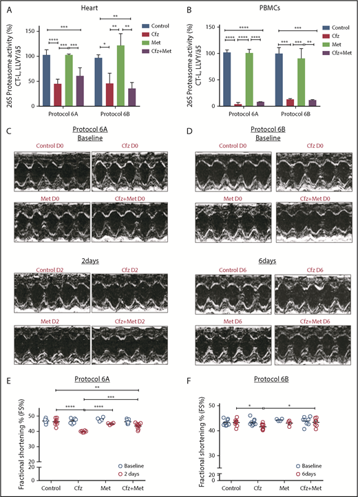 Figure 4. Coadministration of Met restored myocardial dysfunction without affecting Cfz proteasomal inhibitory activity. (A) Proteasomal activity in myocardial tissue in experimental protocols 6A and 6B. (B) Proteasomal activity in PBMCs in experimental protocols 6A and 6B. (C) Representative echocardiographic M-mode images of protocol 6A at baseline and end point. (D) Representative echocardiographic M-mode images of protocol 6B at baseline and end point. (E) FS% graph of protocol 6A (circles, individual values). (F) FS% graph of protocol 6B (circles, individual values). *P < .05, **P < .01, ***P = .001, ****P < .0001.