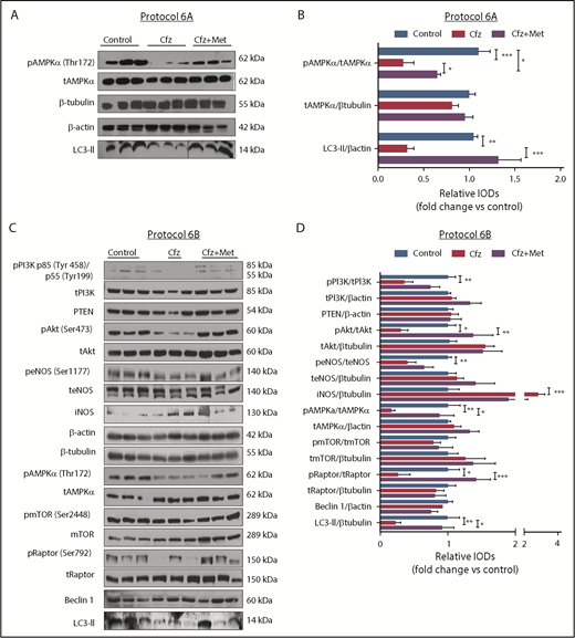 Figure 5. Met exerted cardioprotection mainly through restoring AMPKα phosphorylation and autophagy-related proteins. (A) Representative western blots of protocol 6A. (B) Representative column graphs and densitometry analysis of protocol 6A: pAMPKα(Thr172)/tAMPKα, tAMPKα/ β-tubulin, and LC3-II/ β-actin. (C) Representative western blots of protocol 6B. (D) Representative column graphs and densitometry analysis of protocol 3: PI3K p85(Tyr458)/p55(Tyr199)/tPI3K, tPI3K/β-actin, PTEN/β-actin, pAkt(Ser473)/tAkt, tAkt/β-tubulin, peNOS(Ser1177)/teNOS, teNOS/β-actin, iNOS/β-tubulin, pAMPKα(Thr172)/tAMPKα, tAMPKα/β-actin, pmTOR(Ser2448)/tmTOR, tmTOR/β-tubulin, pRaptor(Ser792)/tRaptor, tRaptor/β-tubulin, LC3-II/β-tubulin. *P < .05, *P < .01, ***P < .001; n = 4-9 per group for all the western blot. In each protocol, 1 representative western blot image for the loading controls (ie, β-tubulin and/or β-actin) is presented for ergonomic reasons. However not all proteins ran on the same sodium dodecyl sulfate-polyacrylamide gel electrophoresis. Western Blots show 3 representative animals from each experimental group, 1 in each lane. Vertical line(s) have been inserted to indicate a repositioned gel lane.