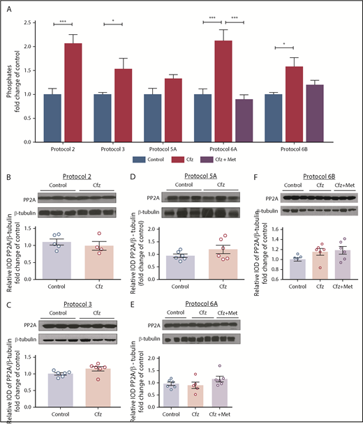 Figure 6. PP2A as a main mediator of Cfz-induced cardiotoxicity. (A) Graph of PP2A activity (pmol/min per milligram protein/mL) is expressed as fold change in comparison with controls. Representative western blot and relative densitometric analysis of PP2A in (B) protocol 2, (C) protocol 3, (D) protocol 5A, (E) protocol 6A, and (F) protocol 6B. *P < .05, **P < .01, ***P < .001 n = 4-6 per group. Western blots show 3 representative animals from each experimental group, 1 in each lane.