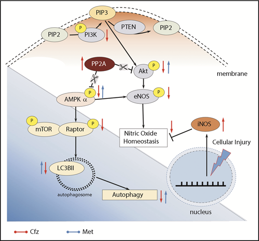 Figure 7. Proposed molecular mechanisms. Red arrows, Cfz-induced cardiotoxicity changes; blue arrows, Met-induced cardioprotection changes. P, phosphorylation.