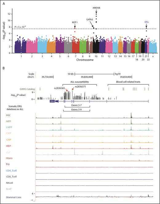 Figure 1. GWAS of ALL susceptibility in Hispanics and functional annotation of genomic variants at the ERG locus. (A) The association between genotype and ALL was evaluated by using a logistic regression model for 572 556 SNPs in 940 Hispanic ALL cases and 681 ancestry-matched non-ALL controls. Hispanics were defined on the basis of Native American genetic ancestry. P values (−log10P, y-axis), estimated from the additive logistic regression test in PLINK, were plotted against respective chromosomal position (x-axis). Gene symbols were indicated for 4 loci achieving genome-wide significance threshold (P < 5 × 10−8, dashed black horizontal line): ARID5B (10q21.2), IKZF1 (7p12.2), GATA3 (10p14), and ERG (21q22.3). The novel risk locus ERG identified in this study is underlined and highlighted in blue. (B) Functional annotation of genomic variants at the ERG locus. The default tracks including genomic positions and scale for the human genome assembly February 2009 (GRCh37/hg19) are shown on the top. The SNPs significantly associated with blood cell–related traits at this locus were marked in the GWAS catalog track. The log-transformed P values for SNPs tested for association with ALL in Hispanics are shown in the bed graph. Somatic ERG deletions in ALL (commonly involving exons 3-7 or 3-9) are indicated below the gene structure. The gene structure, Assay for Transposase-Accessible Chromatin using sequencing signals in different types of hematopoietic cells,21 and placental mammal basewise conservation scores by phyloP are also included. CD4_Tcell, CD4+ T-cell; CD8_Tcell, CD8+ T-cell; CLP, common lymphoid progenitor; CMP, common myeloid progenitor; Ery, erythroid; GMP, granulocyte-macrophage progenitor; HSC, hematopoietic stem cell; LMPP, lymphoid-primed multipotent progenitor; MEP, megakaryocyte-erythroid progenitor; Mono, monocyte; MPP, multipotent progenitor; NK, natural killer cell.