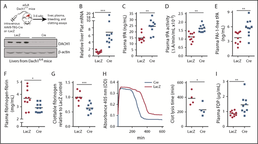 Figure 1. DACH1 deletion in hepatocytes increases liver tPA, plasma tPA and systemic fibrinolytic activity in mice. (A) Experimental scheme for depleting hepatocyte DACH1 in adult mice and immunoblot of liver DACH1 in these mice, with β-actin as loading control. Dach1fl/fl mice were injected IV with AAV8-TBG-Cre (Cre) to create HC-DACH1–KO mice, with AAV8-TBG-LacZ–injected Dach1fl/fl mice (LacZ) serving as controls. (B) Plat mRNA in liver normalized to Rplp0 and expressed as relative to the value in LacZ mice. (C) Plasma tPA concentration by ELISA. (D) Plasma tPA activity by enzymatic assay. (E) Plasma PAI-1–free tPA concentration by ELISA. (F) Plasma fibrinogen-fibrin antigen concentration by ELISA. (G) Plasma clottable fibrinogen concentration by Clauss fibrinogen assay. The data are expressed relative to the value in plasma of LacZ mice. The absolute values using human fibrinogen for the standard curve were 2.27 ± 0.14 (LacZ) and 1.43 ± 0.14 (Cre) mg/mL. (H) Concentration of fibrin degradation products in plasma by ELISA. (I) Fibrinolytic activity measured by euglobulin clot lysis assay from plasma. Horizontal lines in dot-density plots indicate mean values. n = 8 to 10 mice per group (A-H); 4 mice per group (I). *P < .05, **P < .01, ***P < .001, Mann-Whitney U test (B), Student t test (C-F,I).
