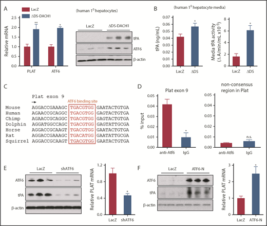 Figure 5. DACH1 decreases tPA expression in hepatocytes by repressing the Plat inducer ATF6. (A) Human primary hepatocytes were transduced with adeno-LacZ or adenovirus expressing dominant-negative ΔDS-DACH1 and then assayed for PLAT and ATF6 mRNA and for tPA and ATF6 by immunoblot. (B) tPA concentration by ELISA and tPA activity by enzymatic assay in the culture medium of the cells in (A). In (A-B), results are shown as mean ± SEM (n = 3 sets of cells per each group). (C) A conserved ATF6 binding consensus sequence in exon 9 of the PLAT gene. (D) Mouse liver nuclear extracts were subjected to a chromatin immunoprecipitation assay using anti-ATF6 or control immunoglobulin G. The exon 9 region containing the ATF6 binding sequence and a nonconsensus sequence in the Plat gene as control were amplified by quantitative polymerase chain reaction and normalized to the values obtained from input DNA. Results are shown as mean ± SEM (n = 3 mice per group). (E) Immunoblots of ATF6 and tPA and quantification of relative PLAT mRNA in primary human hepatocytes transduced with adeno-LacZ or adeno-shATF6. (F) Immunoblots of ATF6 and tPA and PLAT mRNA in primary human hepatocytes treated with control adeno-LacZ or adeno–ATF6-N. In (E-F), results are shown as mean ± SEM (n = 3 sets of cells per each group). Shorter film exposure time was used for developing immunoblots in panel D vs panel E to obtain signals within linear range. *P < .05, **P < .01, 2-tailed Student t test. n.s., not significant (P ≥ .05).