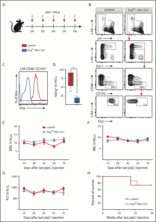 Figure 1. Characterization of Eng cKO mice. (A) Scheme for pIpC treatment. To induce Eng deletion, Engfl/Δ;Mx1-Cre+ mice (blue) and control mice (red), Engfl/wt;Mx1-Cre+ or Engfl/Δ;Mx1-Cre−, were injected intraperitoneally with 5 doses of pIpC (250 µg) every other day for 10 days. (B-D) Eng deletion in HSCs. BM from pIpC-treated control mice (left panels) and Engfl/Δ;Mx1-Cre+ mice (right panels) were analyzed by fluorescence-activated cell sorting (FACS) 2 weeks after the last pIpC injection. (B) Representative gating strategy for the LSKCD48−CD150+ HSC fraction are showed in the top 3 rows. Control LSKCD48−CD150+ HSCs are homogenously positive for Eng (bottom left panel), whereas HSCs from pIpC-treated Engfl/Δ;Mx1-Cre+ mice have significantly reduced levels of this receptor (bottom right panel). Representative histogram plots (C) and respective quantification (D) confirm Eng deletion in HSCs from pIpC-treated Engfl/Δ;Mx1-Cre+ mice, whereas HSCs from controls express Eng at very high levels. (D) Box plot whiskers represent minimum and maximum values for each cohort (n = 5 per group). (E-G) Blood counts. Time course analyses of white blood cells (WBC) (E), red blood cells (RBC) (F), and platelets (PLT) (G) in pIpC-treated Engfl/Δ;Mx1-Cre+ mice and control mice. Error bars represent standard error of the mean for each cohort (n = 8 per group). (H) Survival curve shows that Eng deletion does not affect the survival rate of pIpC-treated Engfl/Δ;Mx1-Cre+ mice compared with controls. A total of 14 mice was analyzed (7 for each group). Mice were followed for a total of 30 weeks. ***P < .001.
