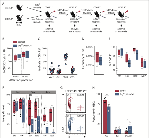 Figure 2. Serial transplantation reveals Eng as an important regulator of HSC quiescence. (A) Outline of transplantation experiments. Total BM cells (5 × 105 cells) from pIpC-treated Engfl/Δ;Mx1-Cre+ or control mice (all CD45.2 background) were injected into lethally irradiated CD45.1 recipient mice. Competitor cells consisted of 2 × 105 total CD45.1 BM cells. For subsequent serial transplantation, 1 × 106 total BM cells were injected into lethally irradiated CD45.1 recipients. (B) Percentage of CD45.2 chimerism in primary recipients at 6 and 16 weeks posttransplantation (short term and long term, respectively) shows no differences in mice injected with Eng-deleted BM or control BM. Box plot whiskers represent minimum and maximum values for each cohort (n = 8-10 per group). (C) Contribution of CD45.2+ donor cells to several blood lineages: macrophages (Mac-1), granulocytes (Gr-1), B lymphocytes (CD19), and T lymphocytes (CD3). Error bars indicate standard error of the mean for each cohort. (D-E) BM analysis of primary recipients. (D) Frequency of total HSCs in the BM of transplanted mice. Box plot whiskers represent minimum and maximum values for each cohort (n = 5 per group). (E) Percentage of donor contribution to several cell fractions within the BM, including LSK cells, HSCs (LSKCD150+CD48−), and multipotent progenitor cells (MPP; LSKCD150−CD48−). Total BM is shown as reference. Box plot whiskers represent minimum and maximum values for each cohort (n = 5 per group). (F) Serial transplantation data. Percentage of CD45.2 chimerism in secondary to quaternary recipients (left to right) at 6 and 16 weeks posttransplantation reveals defective hematopoietic reconstitution in tertiary and quaternary recipient mice. Box plot whiskers represent minimum and maximum values for each cohort. (G-H) Cell cycle analysis. (G) Representative fluorescence-activated cell sorting plots of BM LSK CD48− CD150+ HSCs isolated from primary recipient animals that had been transplanted with pIpC-treated Engfl/Δ;Mx1-Cre+ mice or control mice (in blue and red, respectively), analyzed in combination with Ki67 (proliferation) and propidium iodide (PI; for DNA content) 6 months posttransplantation. (H) Quantification of cell cycle analysis. Error bars represent standard error of the mean. *P < .05 **P < .01, ***P < .001.