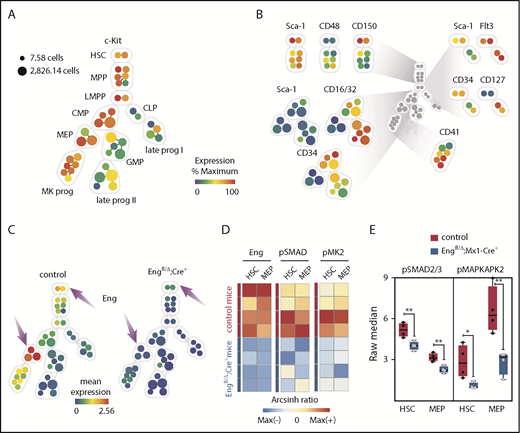 Figure 4. CyTOF analysis reveals HSC defect is due to reduced canonical and noncanonical TGF-β signaling. (A-C) CyTOF analysis. (A) Representative SPADE tree of c-Kit+ cells (gated on nonapoptotic live Lin−c-Kit+ cells) from BM cells from 1 representative control mouse. Each node in the tree represents 1 cluster of phenotypically similar cells, whereas node size corresponds to the number of cells. Nodes are colored according to the mean expression of the indicated marker in that particular node. A core of 9 markers was used to generate the SPADE trees, as well as to assign clusters to specific cell fractions. c-Kit expression in all nodes is shown. (B) Expression of the 9 markers used for cluster classification. (C) Mean expression of Eng in cKO Eng mice (right tree) and control mice (left tree) shows that Eng is highly expressed in HSC and MEP fractions from control mice (arrows) but not in the respective cell fractions from mice transplanted with cells lacking Eng (arrows) (n = 4 per group). (D-E) Expression levels of pSMAD2/3 and pMAPKAPK2 (or pMK2), the canonical and noncanonical downstream effectors of TGF-β, respectively, in cKO Eng mice and control mice reveal reduced activation of the TGF-β signaling pathway in the absence of Eng. (D) Heat map shows Eng, pSMAD2/3, and pMK2 arcsinh ratios for HSCs and MEPs from control mice and cKO Eng mice. Each row represents an individual animal (n = 4 per group). Raw expression was arcsinh transformed and fold change was calculated to the column’s maximum value (arcsinh ratio). (E) Quantification of raw expression for pSMAD2/3 and pMK2 in HSCs and MEPs from control mice (red) and cKO Eng mice (blue). Box plot whiskers represent minimum and maximum values for each cohort. *P < .05, **P < .005.