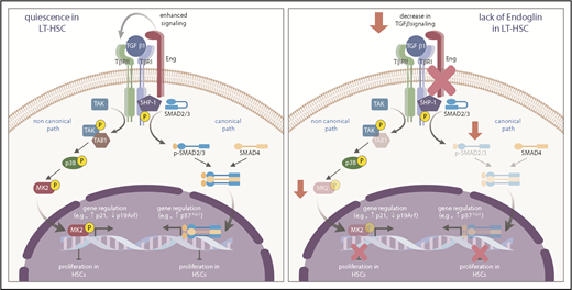 Figure 5. Proposed model for the function of Eng in HSC quiescence. During transplantation-induced stress (left panel), Eng enhances TGF-β signaling in HSCs, resulting in activation of canonical (SMADs) and noncanonical (TAK1/p38/MK2) pathways, which ultimately leads to regulation of genes that control the cell cycle, and inhibition of the proliferation of HSCs, which ultimately promotes the HSC return to quiescence. However, lack of Eng (right panel) results in decreased signaling of canonical and noncanonical TGF-β pathways, resulting in enhanced proliferation of HSCs and impaired HSC quiescence.