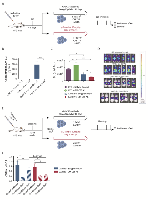 Figure 2. GM-CSF neutralization in vivo enhances CAR-T cell antitumor activity in xenograft models. (A) Experimental schema: NSG mice were injected IV with the luciferase+CD19+ cell line NALM6 (1 × 106 cells per mouse). Four to six days later, mice were imaged and randomized, and they received 1 to 1.5 × 106 CART19 cells or an equivalent number of total cells of control UTD cells the following day, with lenzilumab or control IgG (10 mg/kg, given intraperitoneally daily for 10 days, starting on the day of CAR-T injection). Mice were followed with serial bioluminescence imaging to assess disease burden beginning at day 7 post–CAR-T cell injection and were followed for overall survival. Tail vein bleeding was performed 7 or 8 days after CAR-T cell injection. (B) Lenzilumab neutralizes CAR-T–produced serum GM-CSF in vivo compared with isotype-control treatment, as assayed by a GM-CSF singleplex assay; n = 2 experiments, 7 or 8 mice per group, representative experiment, serum from day 8 post–CAR-T cell/UTD cell injection. Data are mean ± SEM. (C) Lenzilumab-treated CAR-T cells and isotype-control–treated CAR-T cells are equally effective at controlling tumor burden in vivo in a high tumor burden relapse xenograft model of ALL, day 7 post–CAR-T injection; n = 2 experiments, 7 or 8 mice per group, a representative experiment is depicted. Data are mean ± SEM. (D) Mouse images from (C). (E) Experimental schema: NSG mice were injected IV with the blasts derived from patients with ALL (1 × 106 cells per mouse). Mice were bled serially and when the CD19+ cells were ∼1 per microliter, mice were randomized to receive 2.5 × 106 CART19 cells with lenzilumab or control IgG (10 mg/kg, given intraperitoneally daily for 10 days, starting on the day of CAR-T injection). Mice were followed with serial tail vein bleeding to assess disease burden beginning at day 14 post–CAR-T cell injection and were followed for overall survival. (F) Lenzilumab treatment with CAR-T therapy results in more sustained control of tumor burden over time in a patient ALL xenograft model compared with isotype-control treatment with CAR-T therapy; 6 mice per group. Data are mean ± SEM. *P < .05, **P < .01, ***P < .001, Student t test. ns, P > .05, Student t test.