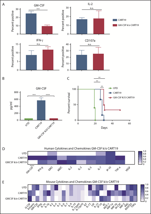 Figure 3. GM-CSF CRISPR-knockout CAR-T cells exhibit reduced expression of GM-CSF, similar levels of key cytokines and chemokines, and enhanced antitumor activity. (A) CRISPR Cas9 GM-CSFk/o CART19 cells exhibit reduced GM-CSF production compared with wild-type CART19 cells, but other cytokine production and degranulation are not inhibited by the GM-CSF gene disruption. CART19 cells and GM-CSFk/o CART19 cells stimulated with NALM6; n = 3 experiments, 2 replicates per experiment. Data are mean ± SEM. ***P < .001, Student t test. n.s., P > .05, Student t test. (B) GM-CSF k/o CAR-T cells have reduced serum human GM-CSF in vivo compared with CAR-T treatment, as assayed by multiplex; 5 or 6 mice per group (4 to 6 at time of bleed, 8 days post–CAR-T cell injection). Data are mean ± SEM. ***P < .001, ****P < .0001, Student t test. (C) GM-CSFk/o CART19 cells in vivo enhance overall survival compared with wild-type CART19 cells in a high tumor burden relapse xenograft model of ALL utilizing a NALM6 cell line; 5 or 6 mice per group. **P < .01, log-rank test. Human (D) and mouse (E) multiplex of serum cytokines and chemokines. A statistically significant reduction of human GM-CSF in GM-CSFk/o CART19 cells compared to wild-type CAR-T cells was observed, but no other statistically significant differences between GM-CSFk/o CART19 cells and wild-type CART19 cells were seen, further implicating that critical T-cell cytokines and chemokines are not adversely depleted by reducing GM-CSF expression; 5 or 6 mice per group (4 to 6 at time of bleed). ****P < .0001, Student t test.