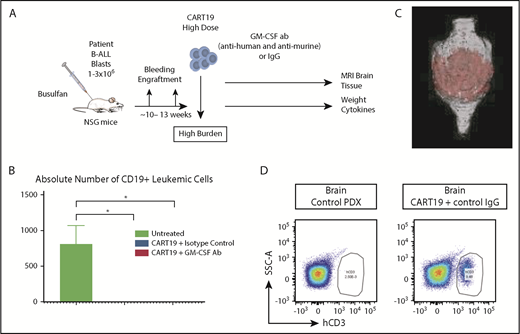 Figure 4. Patient-derived xenograft model for NI and CRS. (A) Experimental schema: mice received 1 to 3 × 106 blasts derived from the peripheral blood of patients with ALL. Mice were monitored for engraftment for ∼10 to 13 weeks via tail vein bleeding. When serum CD19+ cells were ≥10 per microliter, the mice received CART19 cells (2 to 5 × 106 cells) and commenced antibody therapy for a total of 10 days, as indicated. Mice were weighed on a daily basis as a measure of their well-being. Mouse brain MRIs were performed 5 or 6 days post–CART19 cell injection, and tail vein bleeding for cytokine/chemokine and T cell analysis was performed 4 to 11 days post–CART19 cell injection; 2 independent experiments. (B) Combination of GM-CSF neutralization with CART19 cells is equally effective as isotype control antibodies combined with CART19 cells in controlling CD19+ burden of ALL cells; representative experiment, 3 mice per group, 11 days post–CART19 cell injection. Data are mean ± SEM. (C) Brain MRI with CART19 cell therapy exhibits T1 enhancement, suggestive of blood–brain barrier disruption and possible edema; 3 mice per group, 5 or 6 days post–CART19 cell injection, representative image. (D) High tumor burden ALL patient–derived xenografts (PDX) treated with CART19 cells show human CD3 cell infiltration of the brain compared with untreated PDX controls; 3 mice per group, representative image. *P < .05, Student t test.