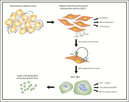 Manufacturing platelets from human adipose–derived mesenchymal stem/stromal cells. Human subcutaneous adipose tissue was used to generate adipose-derived mesenchymal stromal/stem cell line (ASCL) that fully satisfies the criteria for defining mesenchymal stem cells as determined by The International Society for Cellular Therapy. When cultured in Megakaryocyte (MK) Lineage Induction Media, ASCL produces and secretes thrombopoietin (TPO), which binds to c-Mpl, supporting MK differentiation. Once mature, MKs can be cultured within a cell expansion system and generate functional human ASCL-Platelets (PLTs).